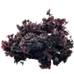 Irish Moss